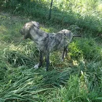 AKC- HAVA, a female Anatolian Shepherd Dog for sale in Yellville, AR – Photo 10 of 10
