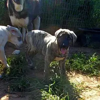 AKC- HAVA, a female Anatolian Shepherd Dog for sale in Yellville, AR – Photo 2 of 10