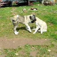 AKC- ANGEL, a female Anatolian Shepherd Dog for sale in Yellville, AR – 9 of 10