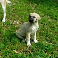 AKC- GOLDIE, a female Anatolian Shepherd Dog for sale in Yellville, AR – 2 of 10