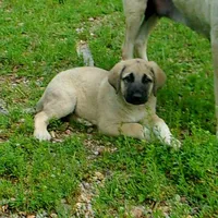 AKC- JESSE, a male Anatolian Shepherd Dog for sale in Yellville, AR – 2 of 10