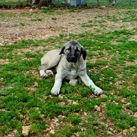 AKC- ANGEL, a female Anatolian Shepherd Dog for sale in Yellville, AR – 4 of 10