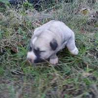 AKC- LOUISA, a female Anatolian Shepherd Dog for sale in Yellville, AR – 2 of 6