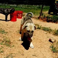AKC- DENALI, a female Anatolian Shepherd Dog for sale in Yellville, AR – 4 of 9