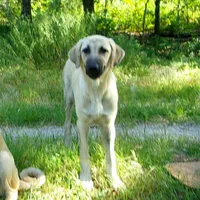 AKC- WYATT, a male Anatolian Shepherd Dog for sale in Yellville, AR – 2 of 9