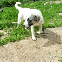 AKC- MIKAELA, a female Anatolian Shepherd Dog for sale in Yellville, AR – 9 of 10