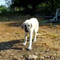 AKC- MOLLY, a female Anatolian Shepherd Dog for sale in Yellville, AR – Photo 5 of 10