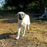 AKC- MOLLY, a female Anatolian Shepherd Dog for sale in Yellville, AR – Photo 4 of 10