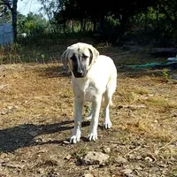 AKC- MOLLY, a female Anatolian Shepherd Dog for sale in Yellville, AR – Photo 6 of 10