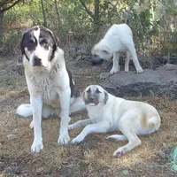 AKC- MOLLY, a female Anatolian Shepherd Dog for sale in Yellville, AR – Photo 10 of 10