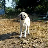 AKC- MOLLY, a female Anatolian Shepherd Dog for sale in Yellville, AR – Photo 2 of 10
