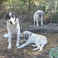 AKC- MOLLY, a female Anatolian Shepherd Dog for sale in Yellville, AR – Photo 8 of 10
