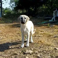AKC- MOLLY, a female Anatolian Shepherd Dog for sale in Yellville, AR – Photo 3 of 10