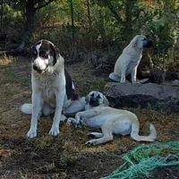 AKC- MOLLY, a female Anatolian Shepherd Dog for sale in Yellville, AR – Photo 9 of 10