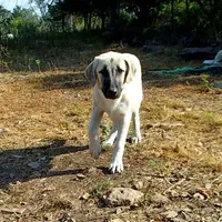 AKC- MOLLY, a female Anatolian Shepherd Dog for sale in Yellville, AR – Photo 1 of 10