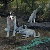AKC- MOLLY, a female Anatolian Shepherd Dog for sale in Yellville, AR – Photo 7 of 10