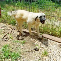 AKC Gretel , a female Anatolian Shepherd Dog for sale in Yellville, AR – 9 of 10