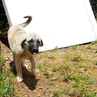 AKC Gretel , a female Anatolian Shepherd Dog for sale in Yellville, AR – 3 of 10