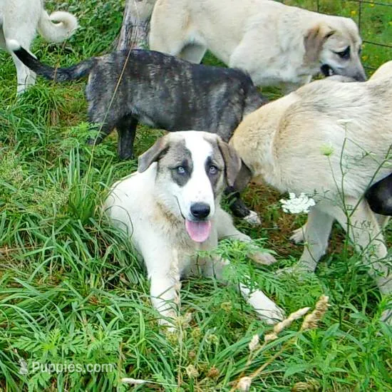 AKC- MIKAELA – Anatolian Shepherd Dog puppy for sale in Yellville, AR