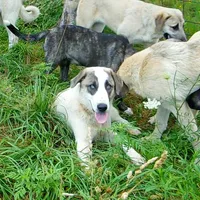 AKC- MIKAELA, a female Anatolian Shepherd Dog for sale in Yellville, AR – 1 of 10