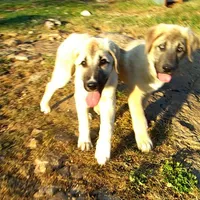 AKC- APOLLO, a male Anatolian Shepherd Dog for sale in Yellville, AR – 2 of 8