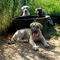 AKC- Hodel, a female Anatolian Shepherd Dog for sale in Yellville, AR – Photo 6 of 9