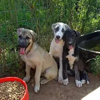 AKC- Hodel, a female Anatolian Shepherd Dog for sale in Yellville, AR – Photo 9 of 9