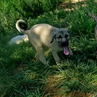 AKC- Hodel, a female Anatolian Shepherd Dog for sale in Yellville, AR – Photo 8 of 9