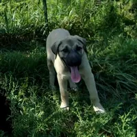 AKC- Hodel, a female Anatolian Shepherd Dog for sale in Yellville, AR – Photo 7 of 9