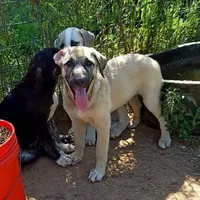 AKC- Hodel, a female Anatolian Shepherd Dog for sale in Yellville, AR – Photo 1 of 9