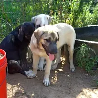 AKC- Hodel, a female Anatolian Shepherd Dog for sale in Yellville, AR – Photo 2 of 9