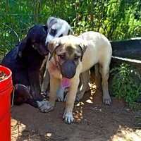 AKC- Hodel, a female Anatolian Shepherd Dog for sale in Yellville, AR – Photo 3 of 9