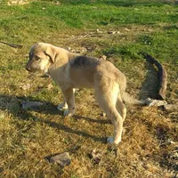 AKC- ERIC, a male Anatolian Shepherd Dog for sale in Yellville, AR – 6 of 10