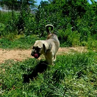 AKC- DENALI, a female Anatolian Shepherd Dog for sale in Yellville, AR – 8 of 9