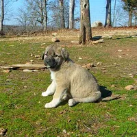 AKC- ANALEE, a female Anatolian Shepherd Dog for sale in Yellville, AR – Photo 2 of 10