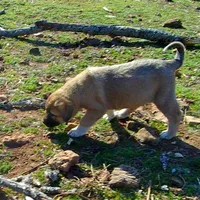 AKC- ANALEE, a female Anatolian Shepherd Dog for sale in Yellville, AR – Photo 8 of 10