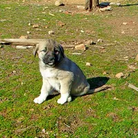 AKC- ANALEE, a female Anatolian Shepherd Dog for sale in Yellville, AR – Photo 3 of 10
