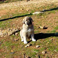 AKC- ANALEE, a female Anatolian Shepherd Dog for sale in Yellville, AR – Photo 7 of 10