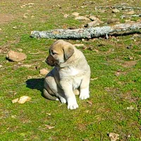 AKC- ANALEE, a female Anatolian Shepherd Dog for sale in Yellville, AR – Photo 4 of 10