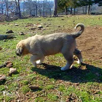 AKC- ANALEE, a female Anatolian Shepherd Dog for sale in Yellville, AR – Photo 9 of 10