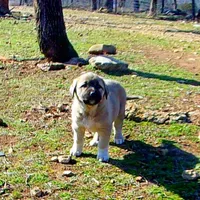 AKC- ANALEE, a female Anatolian Shepherd Dog for sale in Yellville, AR – Photo 6 of 10