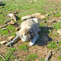 AKC- ANALEE, a female Anatolian Shepherd Dog for sale in Yellville, AR – Photo 10 of 10