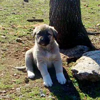 AKC- ANALEE, a female Anatolian Shepherd Dog for sale in Yellville, AR – Photo 5 of 10