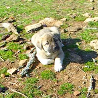 AKC- ANALEE, a female Anatolian Shepherd Dog for sale in Yellville, AR – Photo 1 of 10