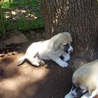 AKC- CLUTCH, a male Anatolian Shepherd Dog for sale in Yellville, AR – 7 of 10
