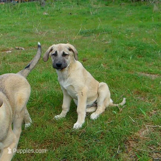 AKC- PICABOO – Anatolian Shepherd Dog puppy for sale in Yellville, AR