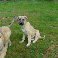 AKC- PICABOO, a female Anatolian Shepherd Dog for sale in Yellville, AR – 1 of 10