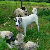 AKC- MIKAELA, a female Anatolian Shepherd Dog for sale in Yellville, AR – 2 of 10