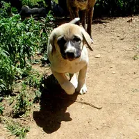 AKC- ZAYU, a female Anatolian Shepherd Dog for sale in Yellville, AR – 3 of 8