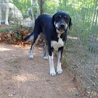 AKC- OMEGA, a female Anatolian Shepherd Dog for sale in Yellville, AR – 2 of 10